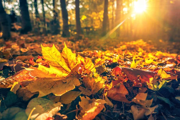 depositphotos_309878110-stock-photo-close-up-of-bright-foliage protection contre les UV